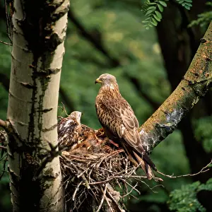 Zdenek Tunka: RED KITE - at nest