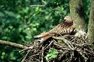 Wilhelm Moller: RED KITE AT NEST
