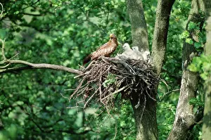 Wilhelm Moller: Red Kite - At nest with chicks