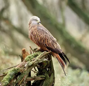 Zdenek Tunka: RED KITE - perched