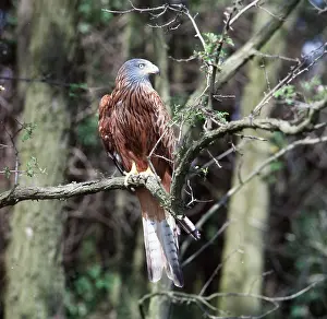 Zdenek Tunka: Red KITE - perched