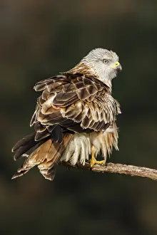 Milano: Red Kite - perched on a branch - Castile and Leon, Spain