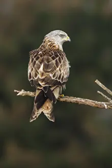 Milano: Red Kite - perched on a branch - Castile and Leon, Spain