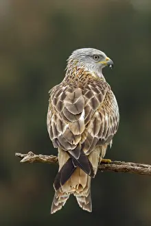 Milano: Red Kite - perched on a branch - Castile and Leon, Spain
