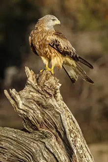 060318: Red Kite - perched on a branch - Catile and Leon, Spain
