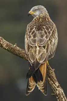 Kites: Red Kite - perched on a branch under rain - Castilla
