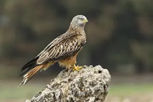 Mancha: Red Kite - perched on rock - Castilla la Mancha, Spain
