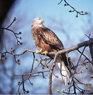 Zdenek Tunka: RED KITE - perching on branch