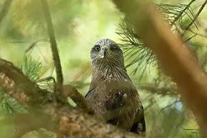 Kites: Red Kite in pine tree