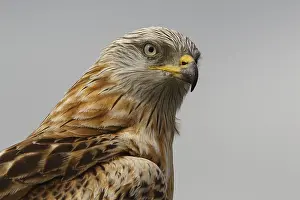 Kites: Red Kite - portrait - Castilla la Mancha, Spain