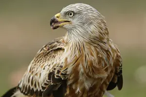 Mancha: Red Kite - portrait - Castilla la Mancha, Spain