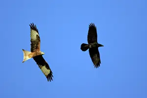 Currents: Red Kite - and Raven (Corvus corax) in flight