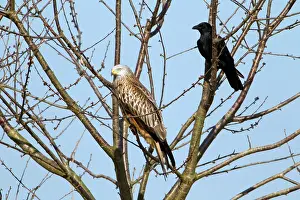 Corone: Red Kite - resting in tree with Carrion Crow (Corvus