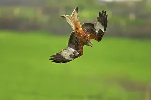 Swooping: Red Kite - swooping down