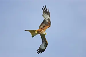Swooping: Red Kite - swooping down