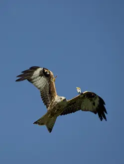 Tags: Red Kite with wing tags in flight