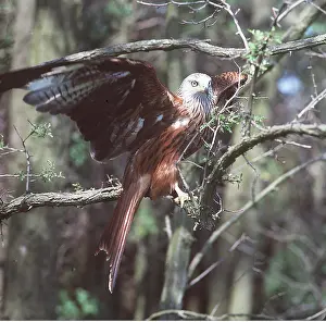 Zdenek Tunka: Red KITE - with wings spread