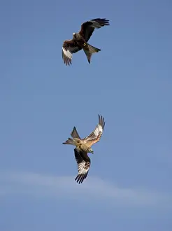 Rspb: Red Kites in flight at RSPB site