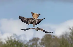 Soaring: Red Kites, Milvus milvus, in flight in spring, mid-Wales