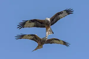 Soaring: Red Kites, Milvus milvus, in flight in spring, mid-Wales