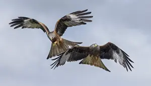 Soaring: Red Kites, Milvus milvus, in flight in spring, mid-Wales