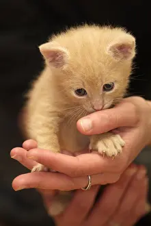 Softnesses: Red kitten carryied in hands