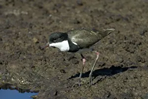 Dotterel: Red-kneed Dotterel