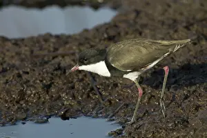 Dotterel: Red-kneed Dotterel