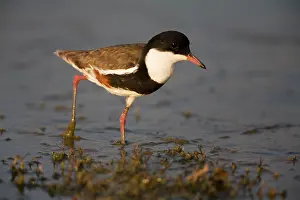 Dotterel: Red-kneed Dotterel