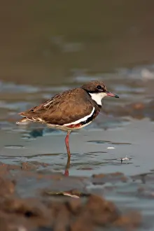 Dotterel: Red-kneed Dotterel
