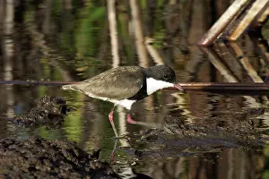 Note: Red-kneed Dotterel - Note foot trembling to disturb prey