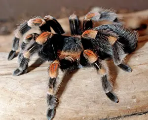 Tarantulas: Red-kneed Tarantula