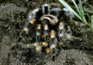 Moulting: Red-Kneed Tarantula Molting
