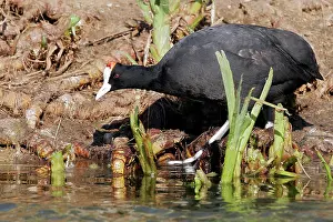 Knobbed: Red-knobbed Coot