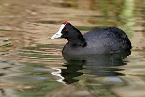 Knobbed: Red-knobbed Coot