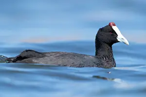 Cristata: Red-knobbed Coot (Fulica cristata), side view of