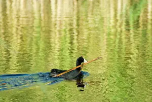 Coots: Red-knobbed Coot - male carrying nesting material