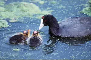 Coots: Red-knobbed COOT - in water with chicks