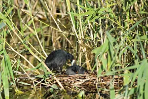 Coots: Red-knobbed Coots - pair courting on nest
