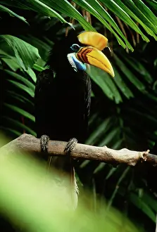 Hornbills: Red-knobbed Hornbill