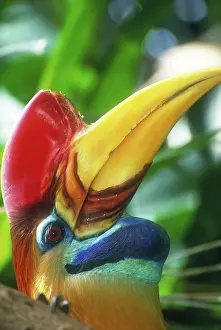 Hornbills: Red-knobbed hornbill