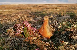 Knots: Red Knot