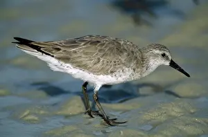 Knots: Red Knot
