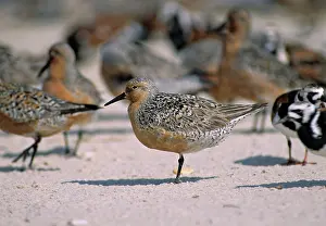 Knots: Red Knot