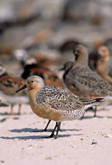 Knots: Red Knot
