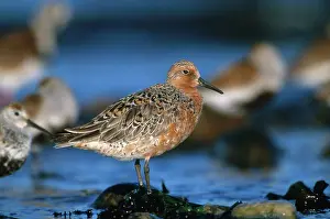 Stopover: Red Knot