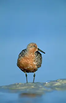Shorebirds: Red Knot