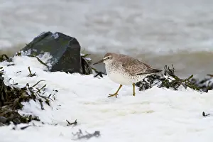 Knot: Red Knot