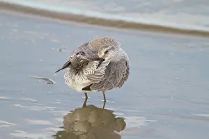Knot: Red Knot