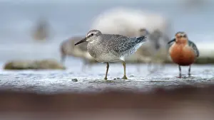 Knot: Red Knot